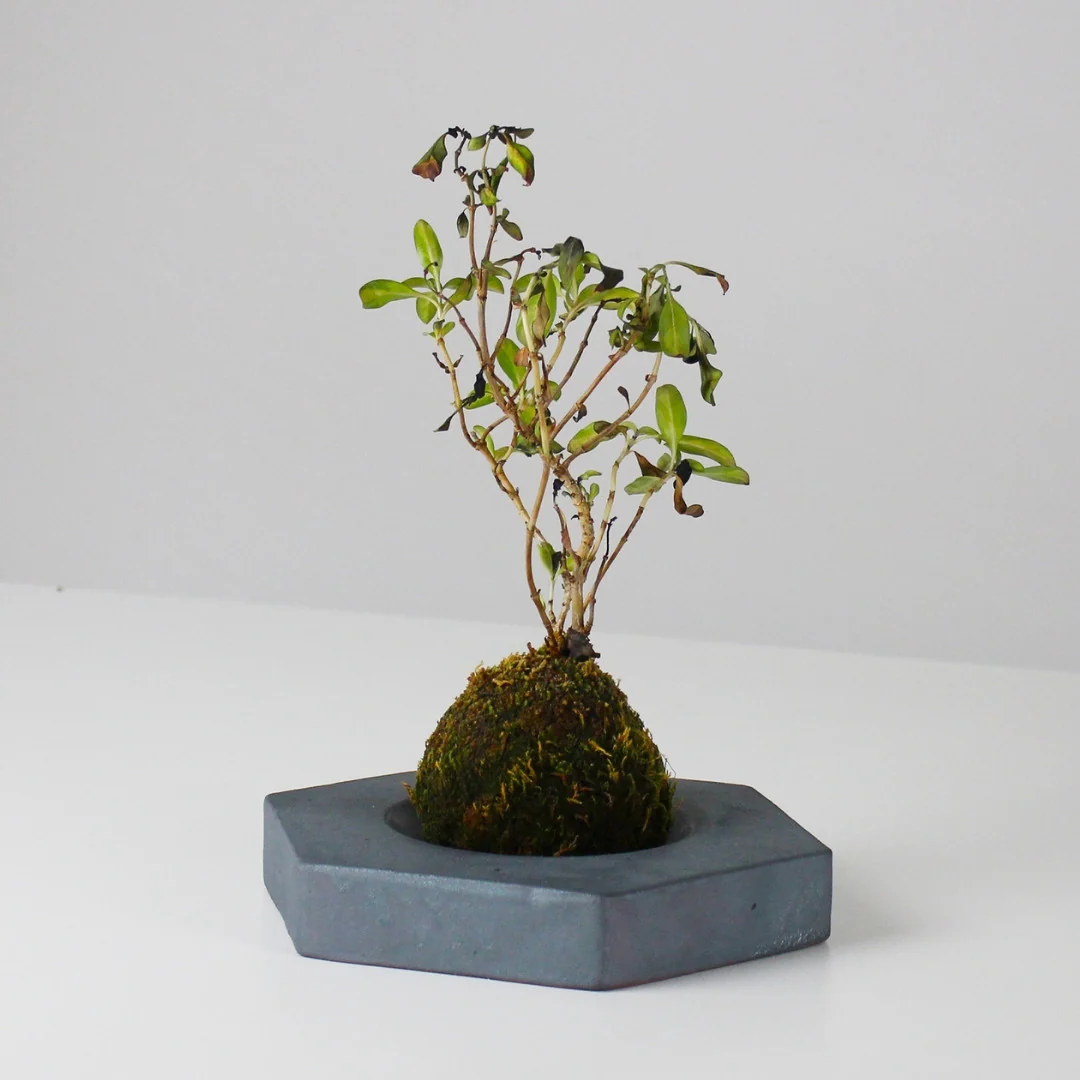 Japanese Kokedama Stand "Kokedama - kubo" - Image 10