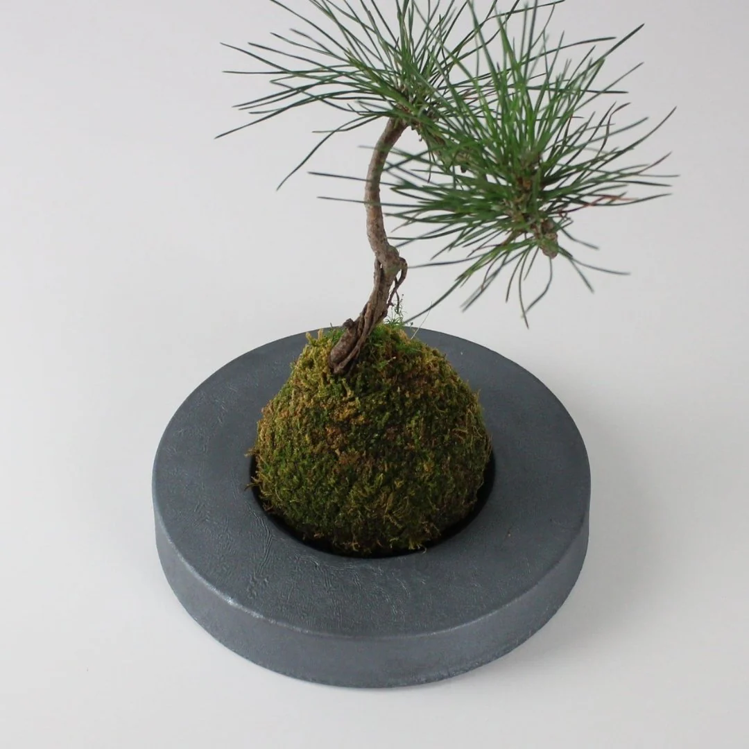 Japanese Kokedama Stand "Kokedama - kubo" - Image 11