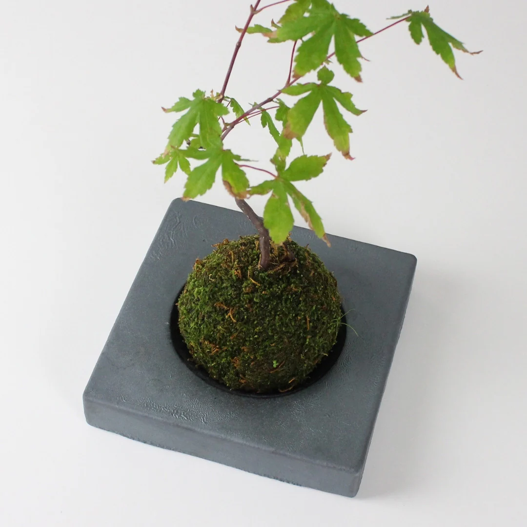 Japanese Kokedama Stand "Kokedama - kubo" - Image 12