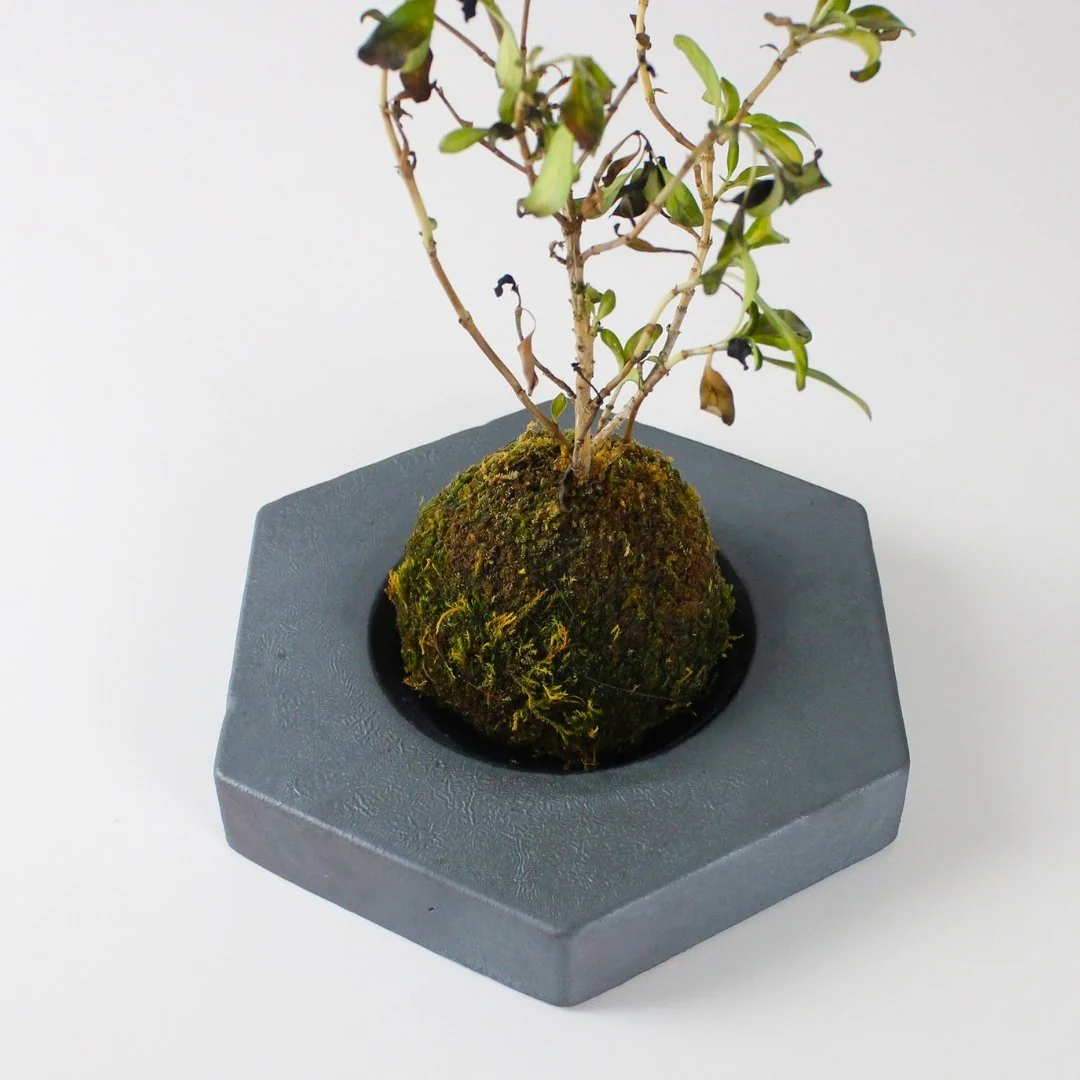 Japanese Kokedama Stand "Kokedama - kubo" - Image 13