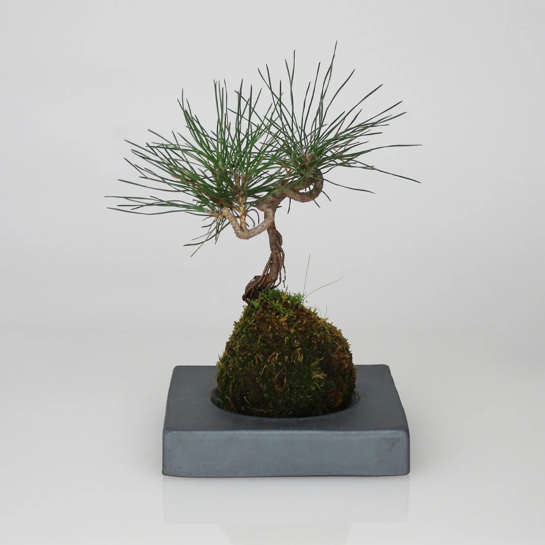 Japanese Kokedama Stand "Kokedama - kubo" - Image 3