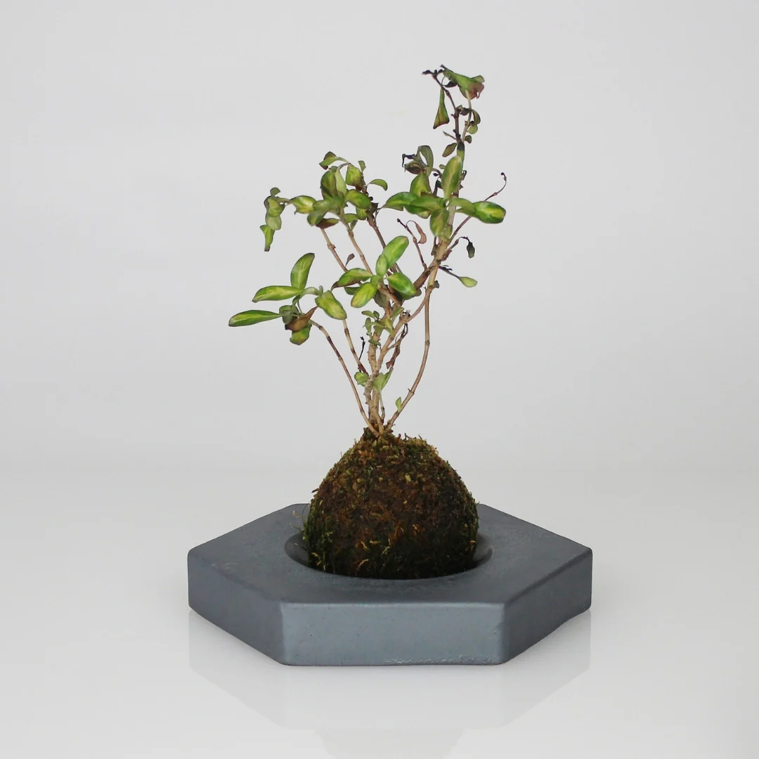 Japanese Kokedama Stand "Kokedama - kubo" - Image 4