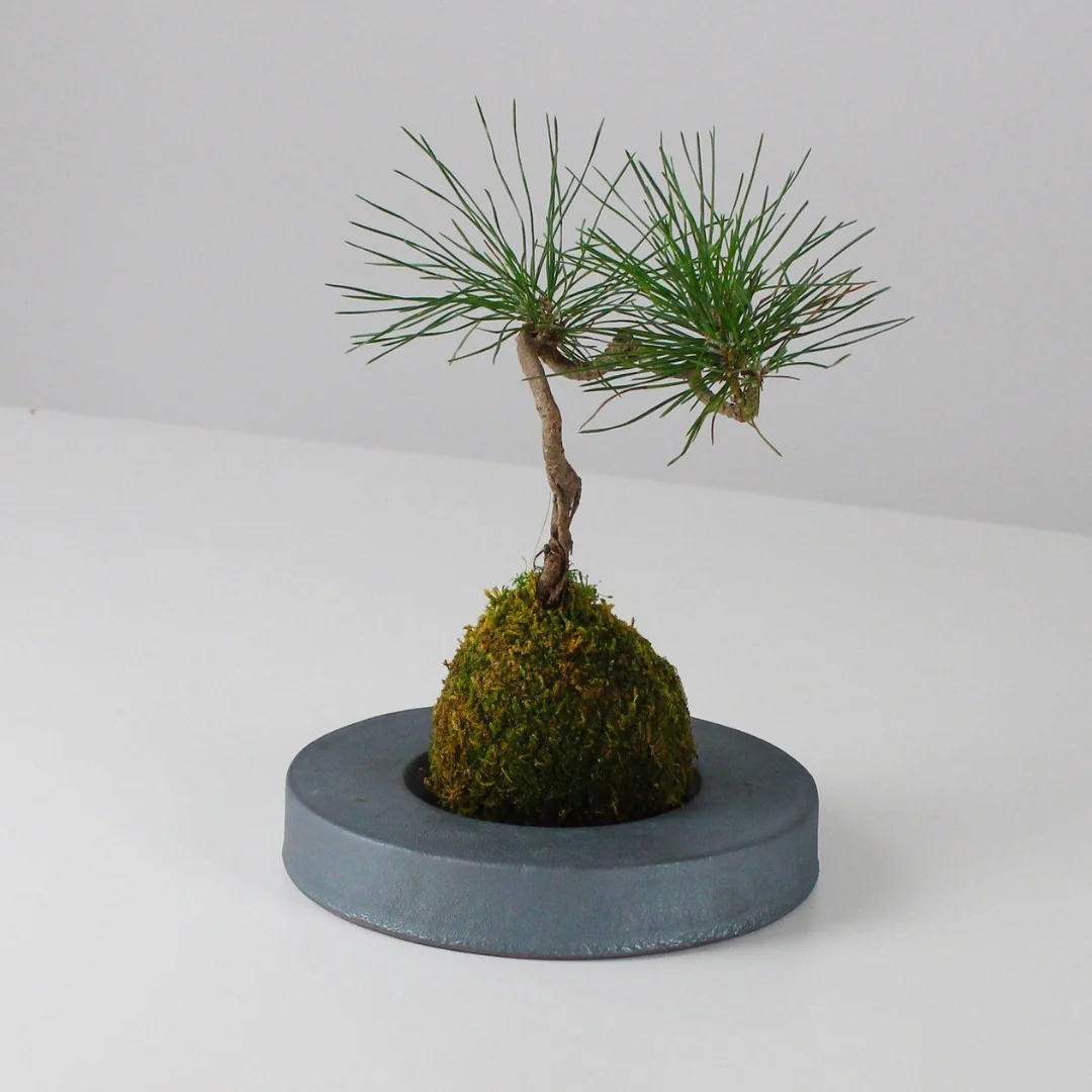 Japanese Kokedama Stand "Kokedama - kubo" - Image 8