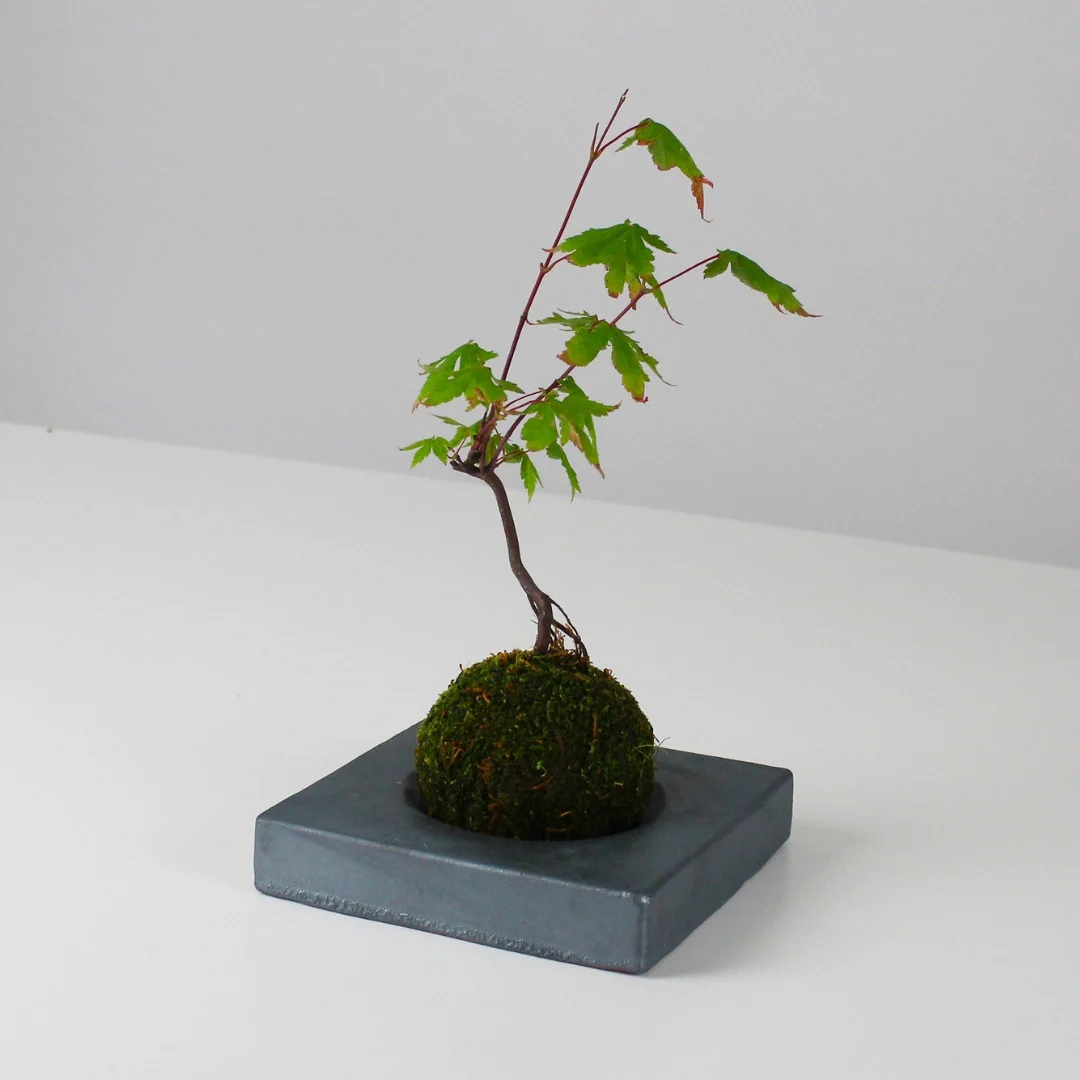 Japanese Kokedama Stand "Kokedama - kubo" - Image 9